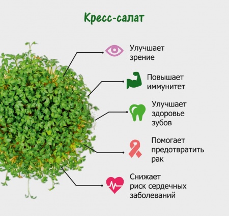 Комплект для выращивания. "Моя микрозелень": КРЕСС-САЛАТ